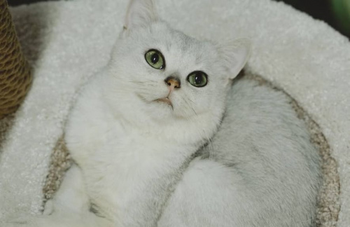 Выставка кошек "Мурфест" от 9,50р